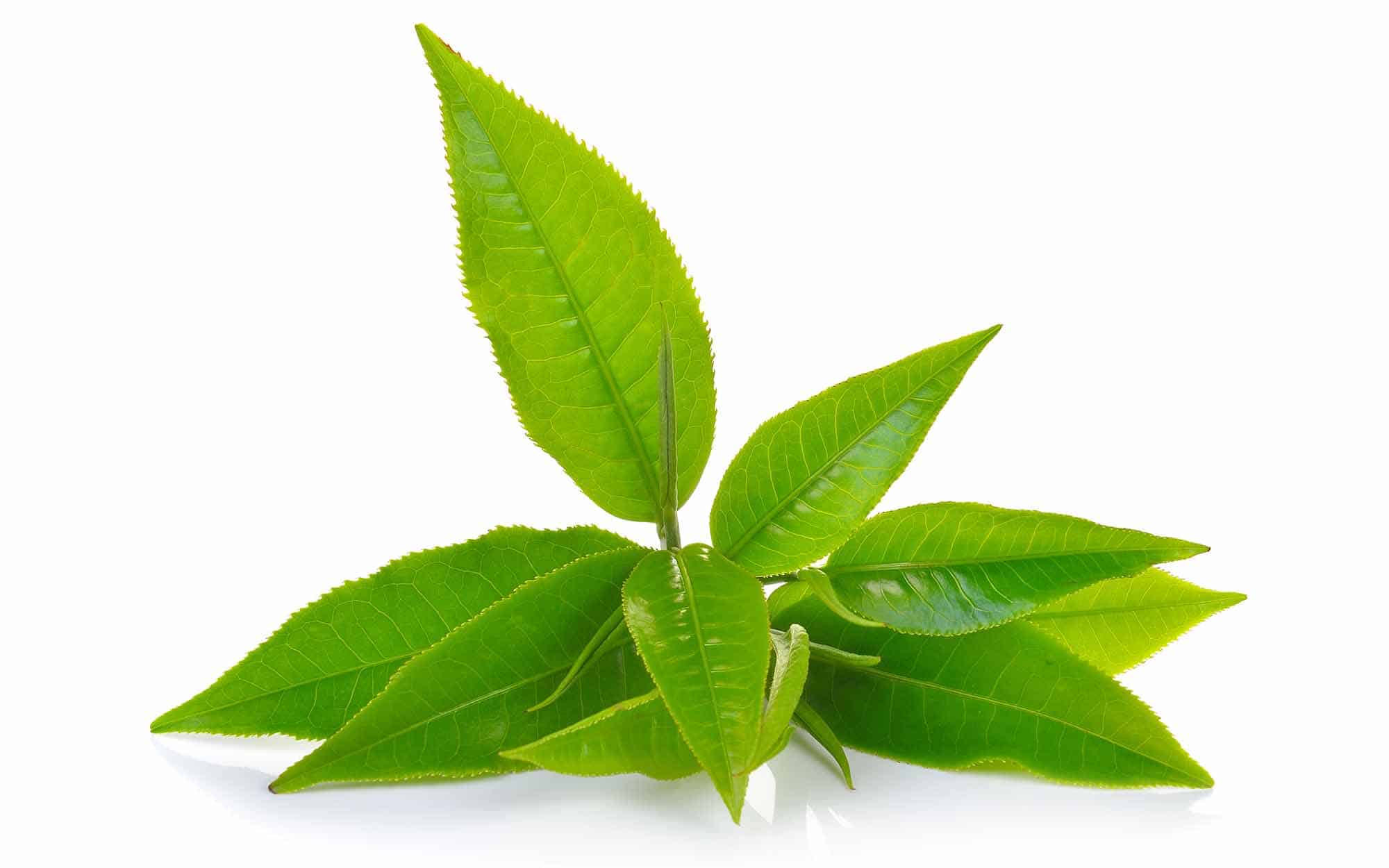 Зеленый чай листочками. Camellia sinensis Leaf extract. Чайное дерево улун. Экстракт зеленого чая (Сamellia sinensis). Листья чая улун.